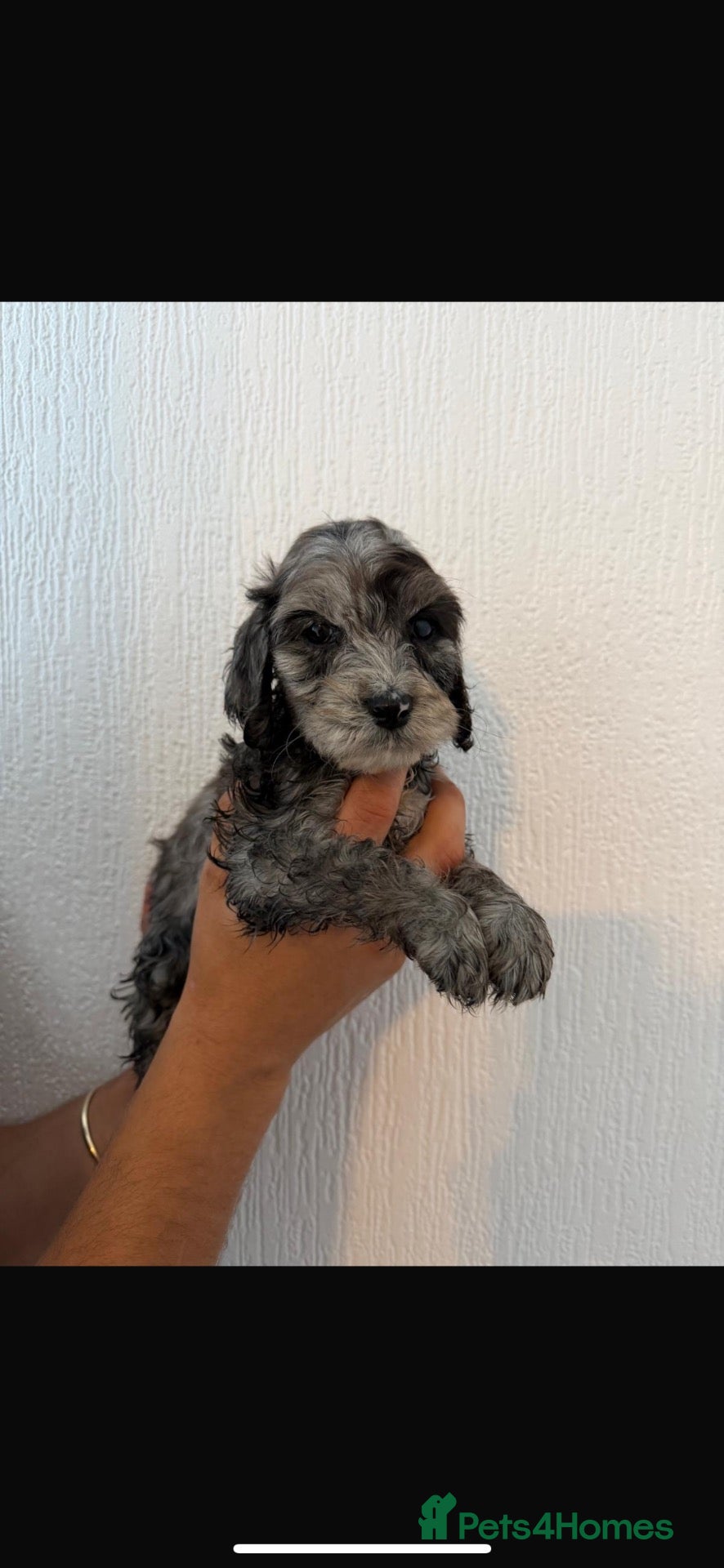 Cockapoo dogs Merle cockapoo puppies health tested - Advert 1