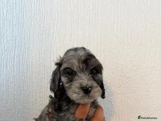 Cockapoo dogs Merle cockapoo puppies health tested - Advert 1