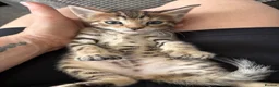 Bengal cats for sale: Bengal 75% maine coon 25%   - Advert 8