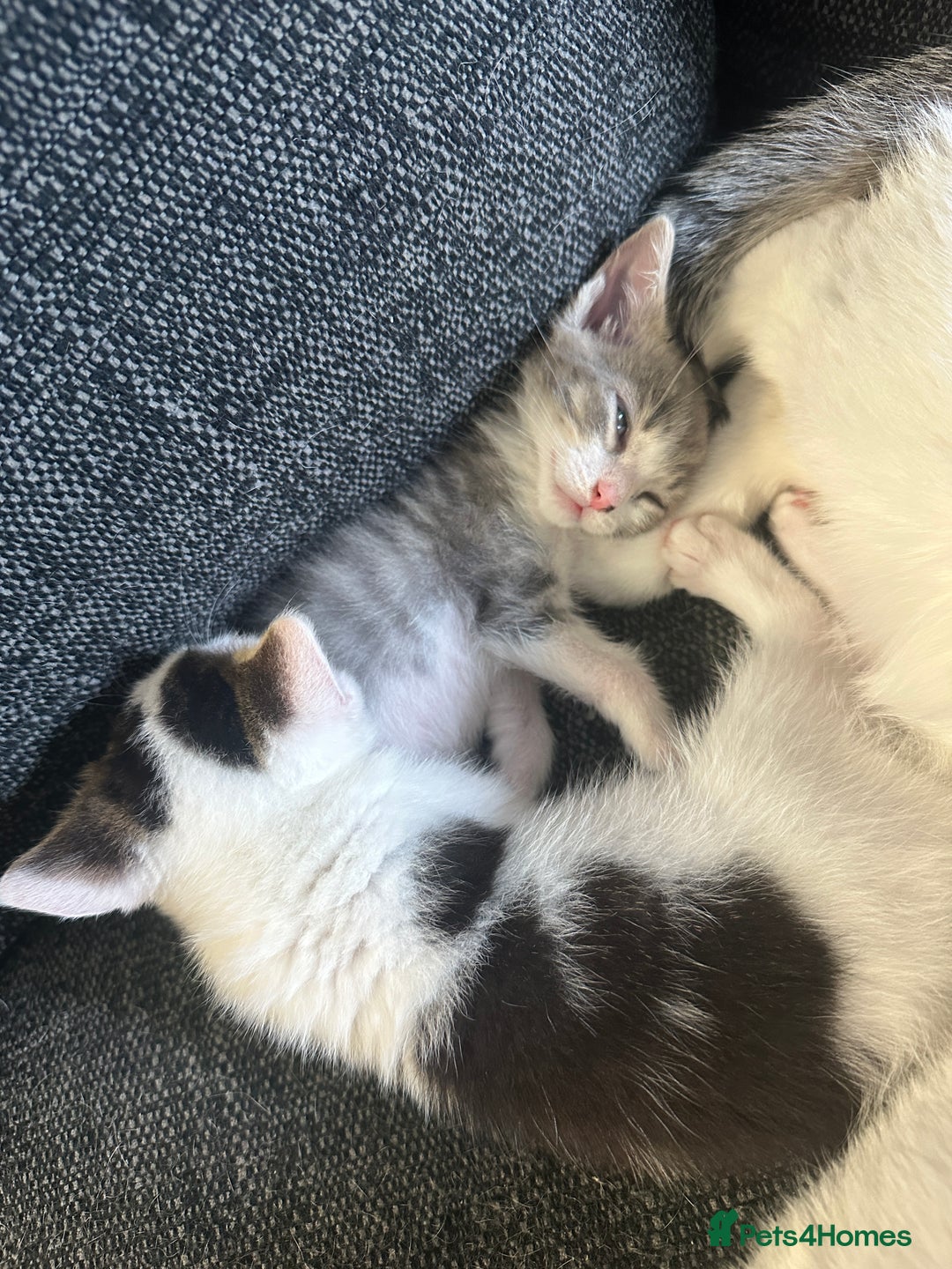 Mixed Breed cats for sale: 5 beautiful mixed breed kittens!! - Image 16