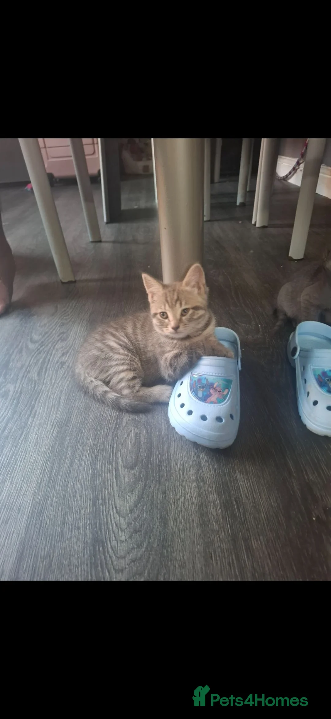 Mixed Breed cats for sale: One beautiful little girl kitten left - Advert 2