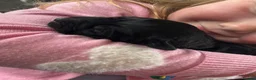 Labrador Retriever dogs for sale: Stunning, Health Tested Parents, KC Lab Puppies - Advert 8