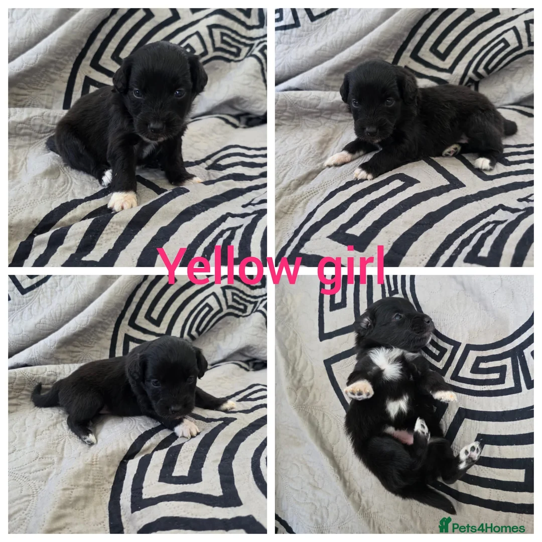 Aussiedoodle dogs for sale: Aussiedoodle pups - Advert 15
