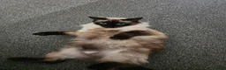 Ragdoll cats for sale: Pretty friendly cat looking for a loving new home in Stourbridge - Advert 8