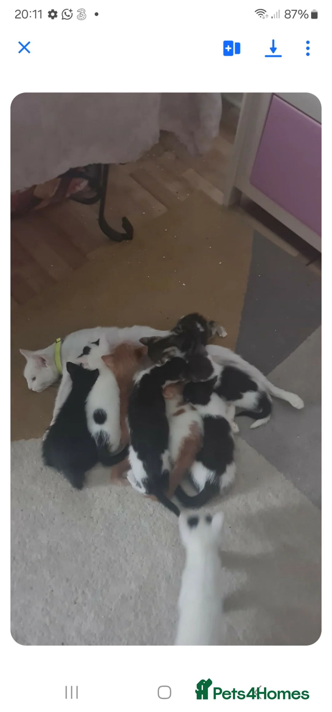 British Longhair cats for sale: British Longhair - Advert 2