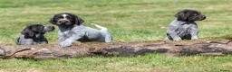 German Wirehaired Pointer dogs for sale: 1ST VACC GIVEN, HEALTH CHECKED KC REG GWP PUPS  - Advert 21