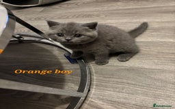 British Shorthair cats for sale: Blue British short hair kittens  in Braintree - Image 16