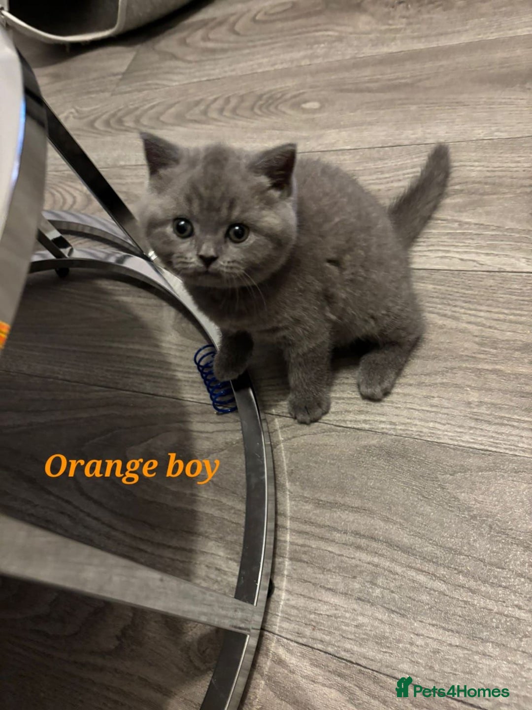 British Shorthair cats for sale: Blue British short hair kittens  in Braintree - Image 16