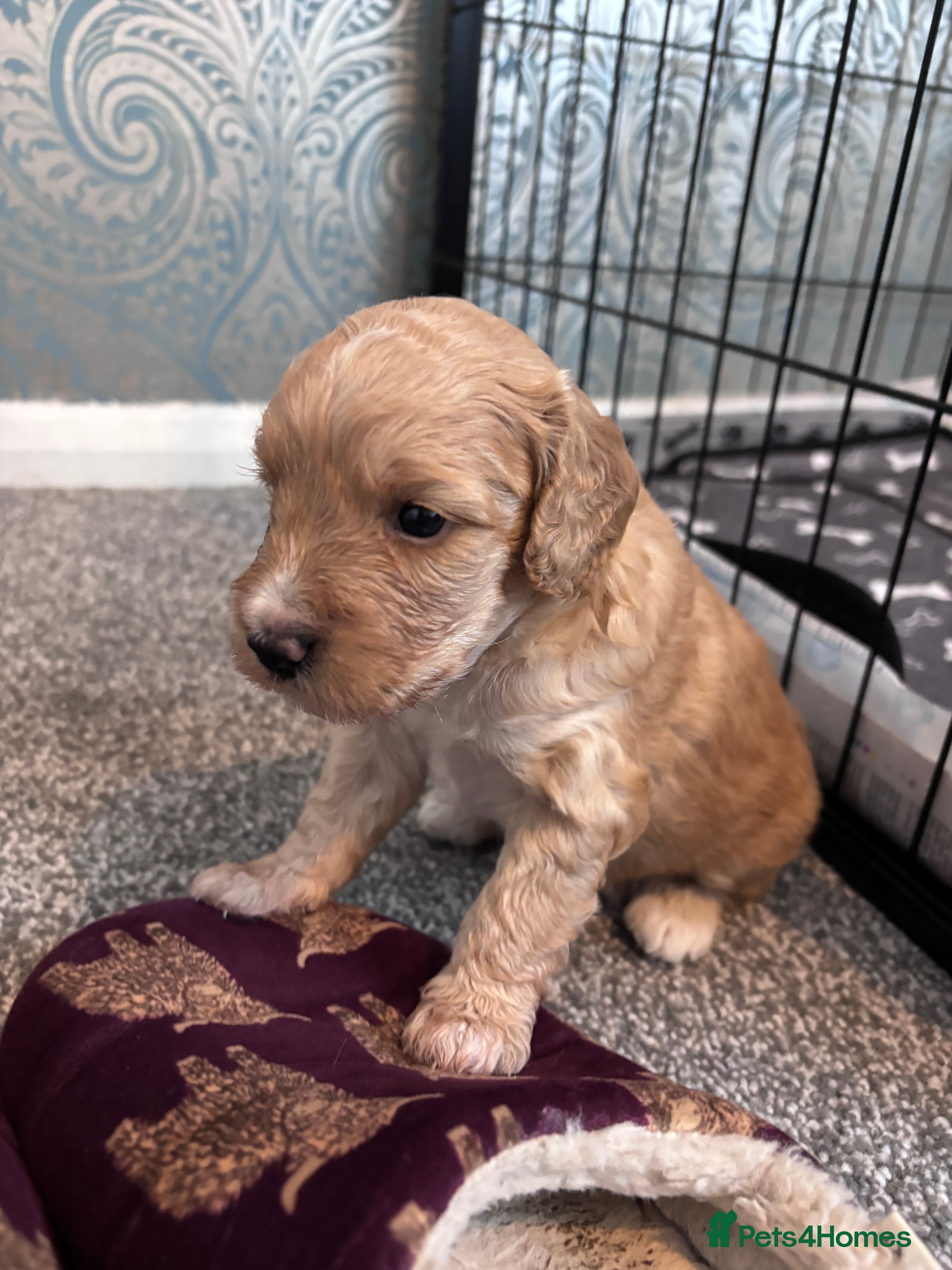 Cockapoo dogs for sale: Cockerpoo F1b puppies  in Hailsham - Advert 15