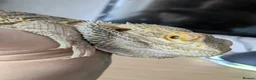 Bearded Dragon reptiles for sale: Looking for good homes. - Advert 7