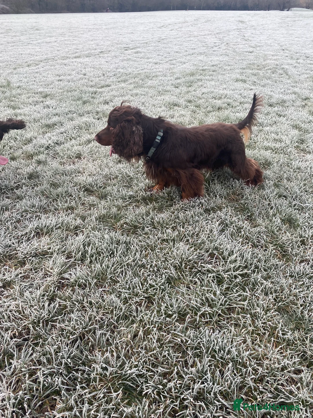 Sprocker dogs for stud: PROVEN SPROCKER SPANIEL - Advert 17