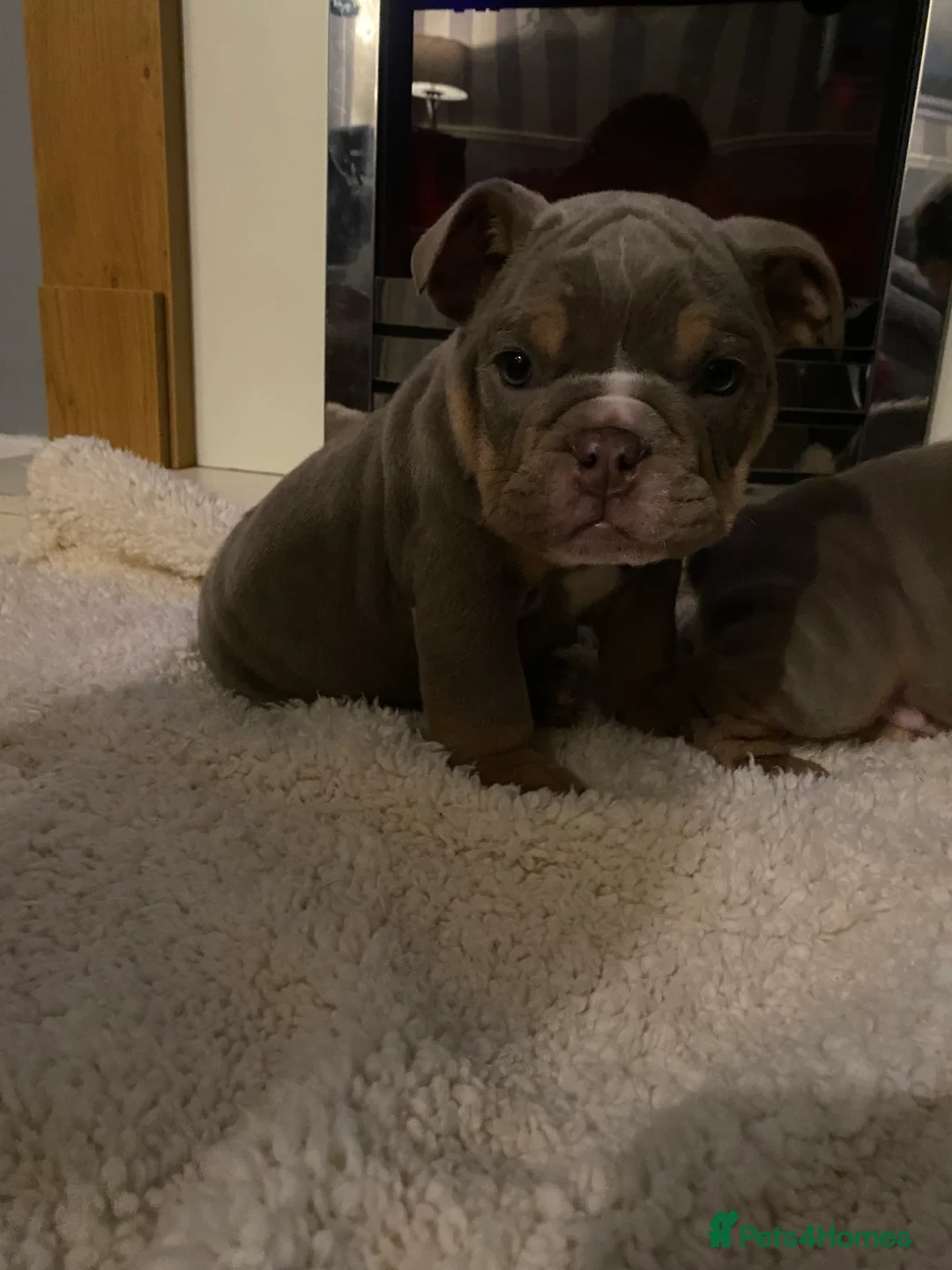 English Bulldog dogs for sale: Beautiful English Tri Lilac & Tan bulldog puppies - Advert 6