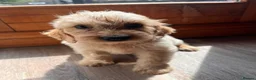 Cockapoo dogs for sale: BEAUTIFUL COCKAPOO PUPPIES READY NOW - Advert 12
