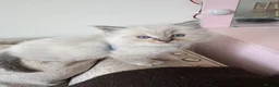 Ragdoll cats for sale: Ragdoll kittens for sale  in Brentwood - Advert 8