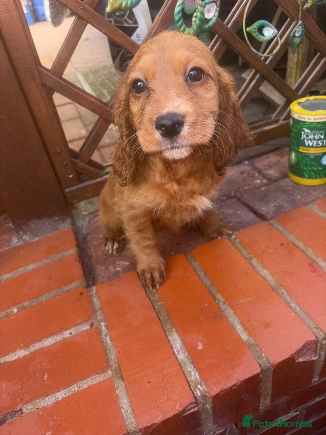 Cockapoo dogs for sale: 3 girl cockerspaniel/cockapoo pups left  - Image 1
