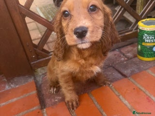 Cockapoo dogs - Advert 1