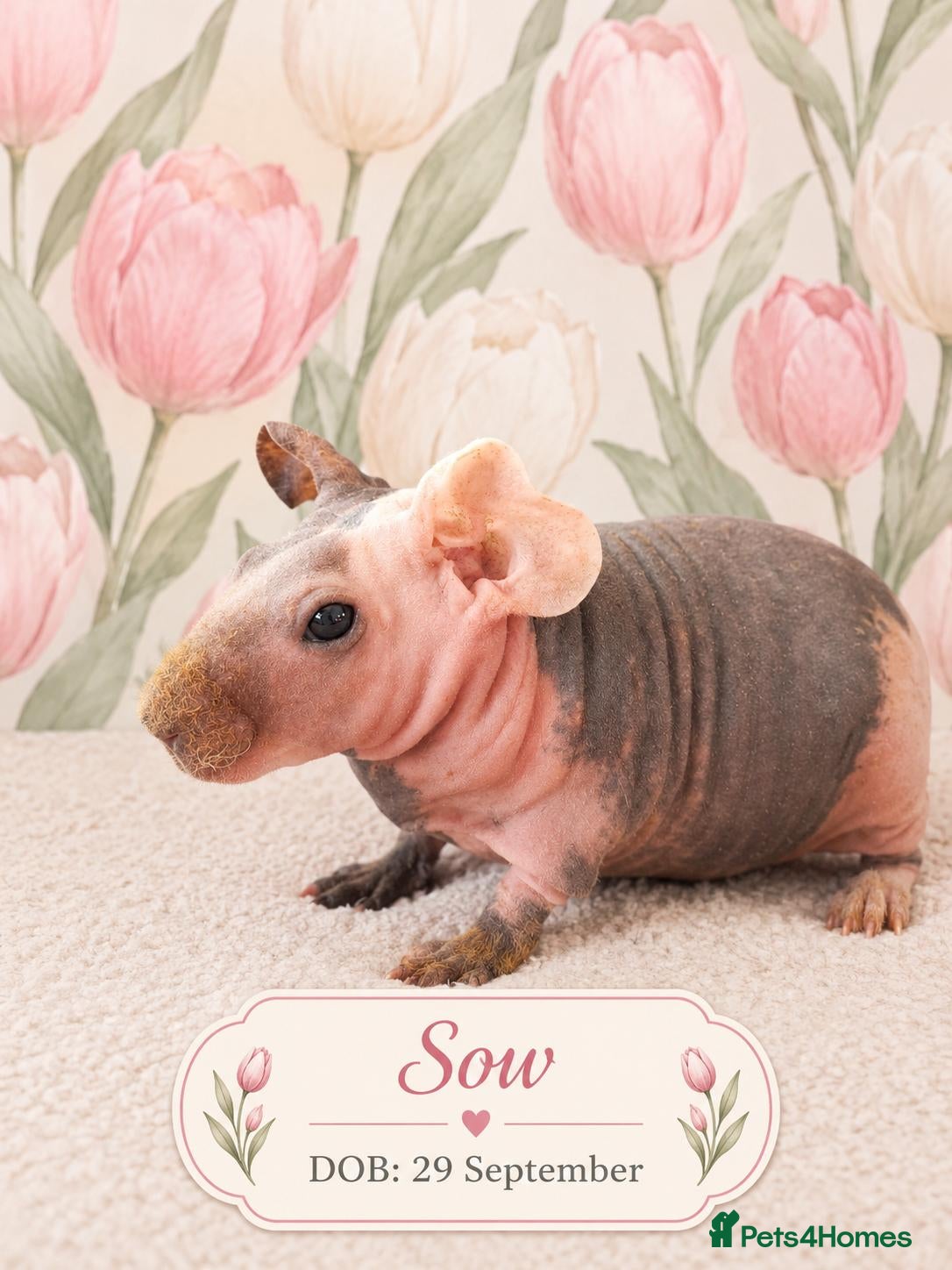 Guinea Pig rodents Skinny guinea pigs 🩷Sow🩷 - Advert 1