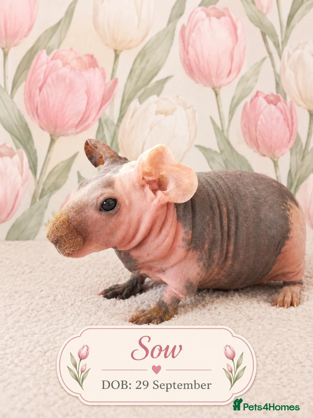 Guinea Pig rodents for sale: Skinny guinea pigs 🩷Sow🩷 - Advert 1