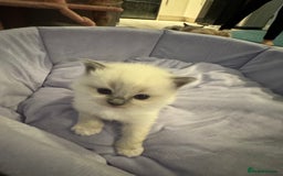 Ragdoll cats for sale: Three beautiful blue ragdoll kittens  - Image 29