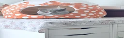 British Shorthair cats for stud: For stud  - Advert 4