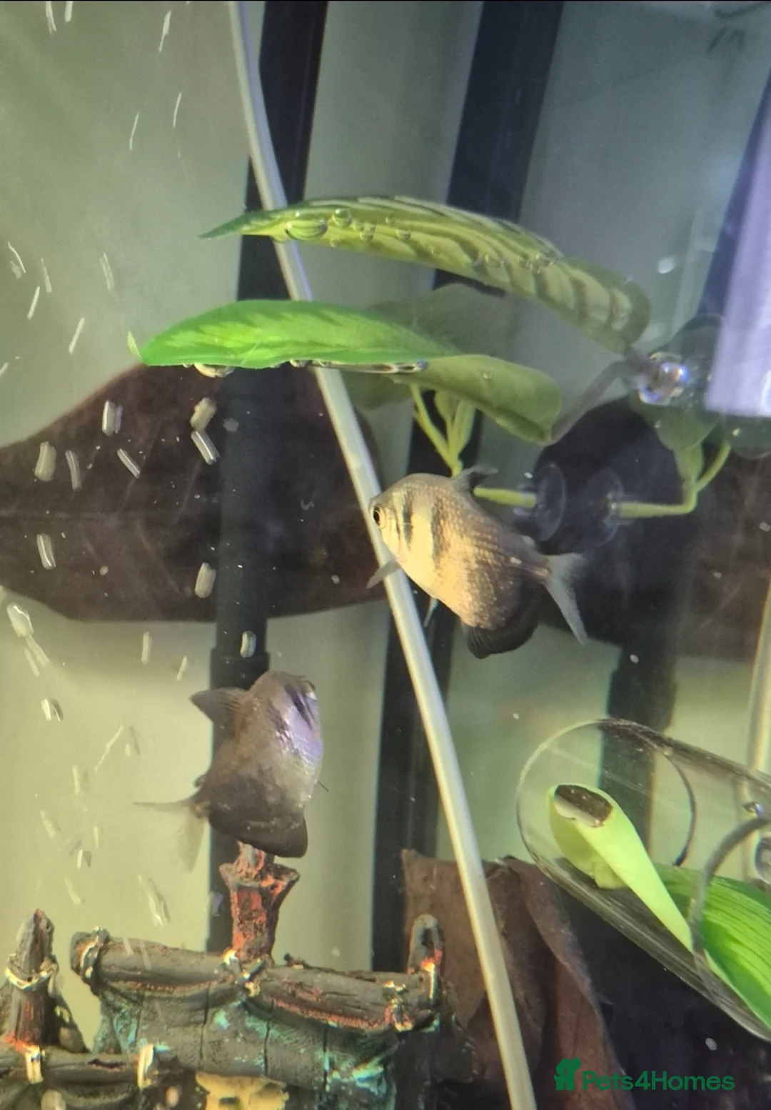 Tetras fish for sale: Tetras - Advert 4