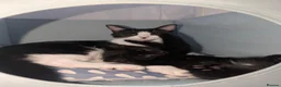 Mixed Breed cats for sale: Kittens Looking for Their Forever Homes in Ipswich - Advert 7