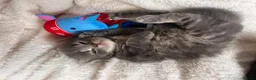 Mixed Breed cats for sale: 4 ragdoll/russian blue mixed kittens  in Warrington - Advert 7