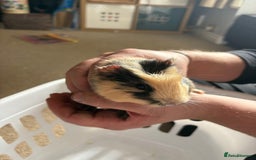 Guinea Pig rodents for sale: Male Guinea pigs for a good home  - Image 9