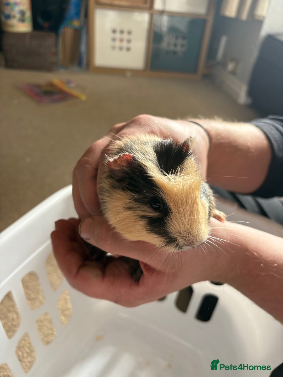Guinea Pig rodents for sale: Male Guinea pigs for a good home  - Image 9