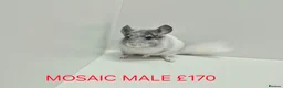 Chinchilla rodents for sale: TAME&FRIENDLY BABIES CHINCHILLA MIX COLOUR&GENDER  - Advert 3