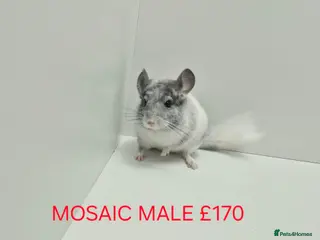 Chinchilla rodents TAME&FRIENDLY BABIES CHINCHILLA MIX COLOUR&GENDER - Advert 2