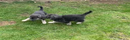 German Shepherd dogs for sale: RARE BLUE GERMAN SHEPHERD PUPPIES KC  - Advert 10