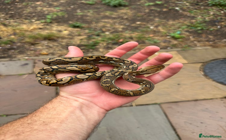 Python Snake reptiles - Advert 6