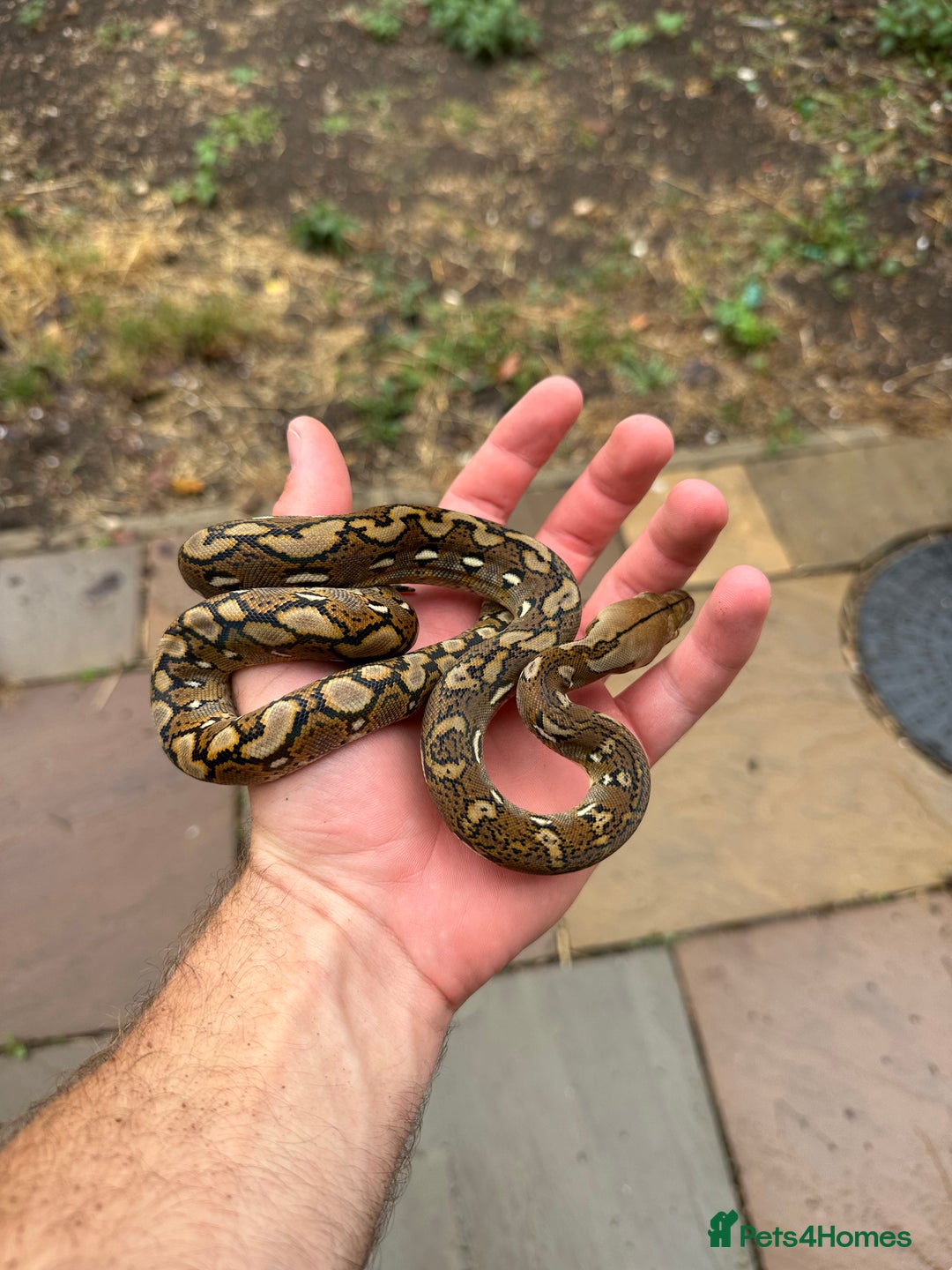 Python Snake reptiles for sale: Superdwarf Retic - Image 1
