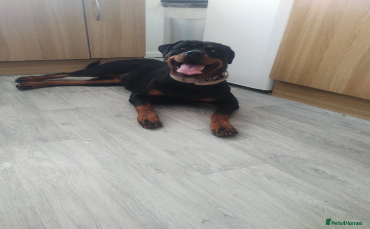 Rottweiler dogs - Advert 1