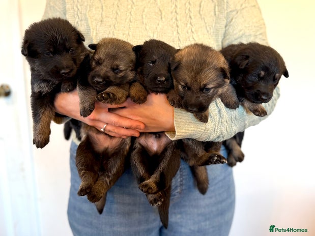 German Shepherd dogs German Shepherd Puppies - Advert 4