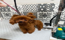 Poodle dogs for stud: Super tiny Asian boy 🧸for stud 🤩 - Image 9