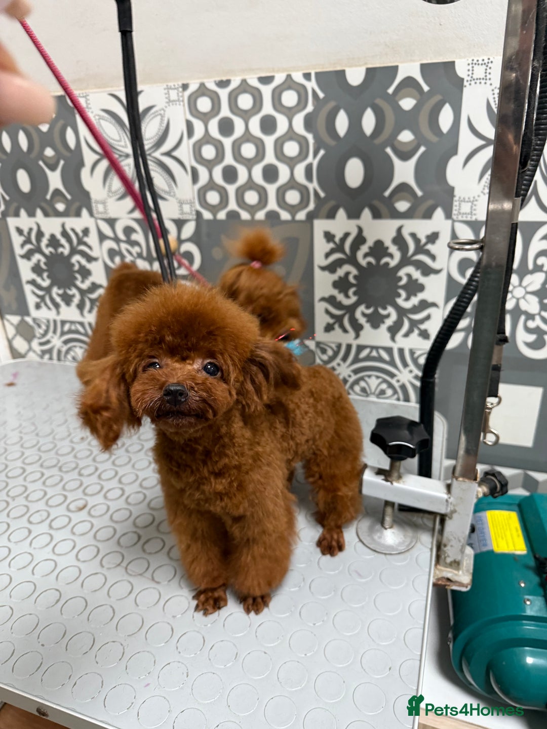 Poodle dogs for stud: Super tiny Asian boy 🧸for stud 🤩 - Image 9