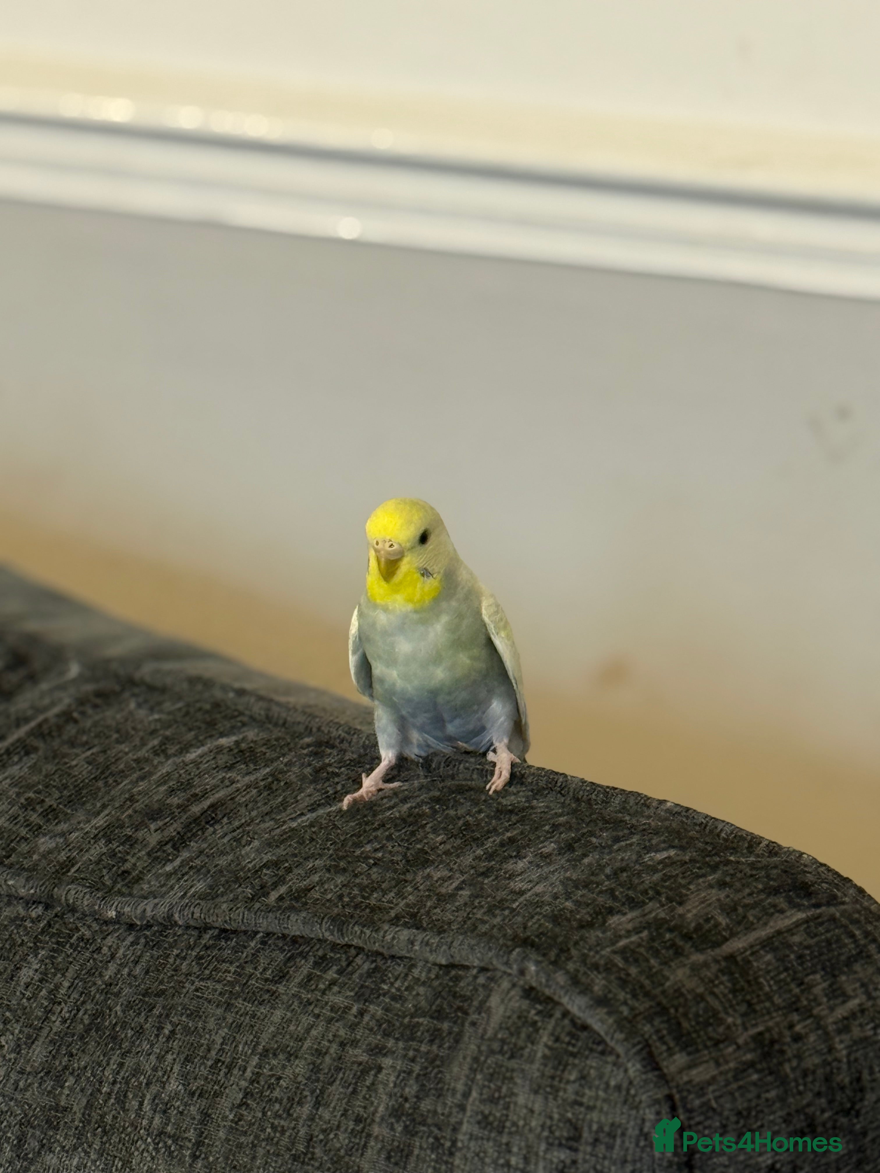 Budgerigars birds Mixed budgies - Advert 1