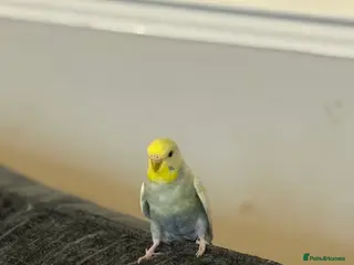 Budgerigars birds Mixed budgies - Advert 16