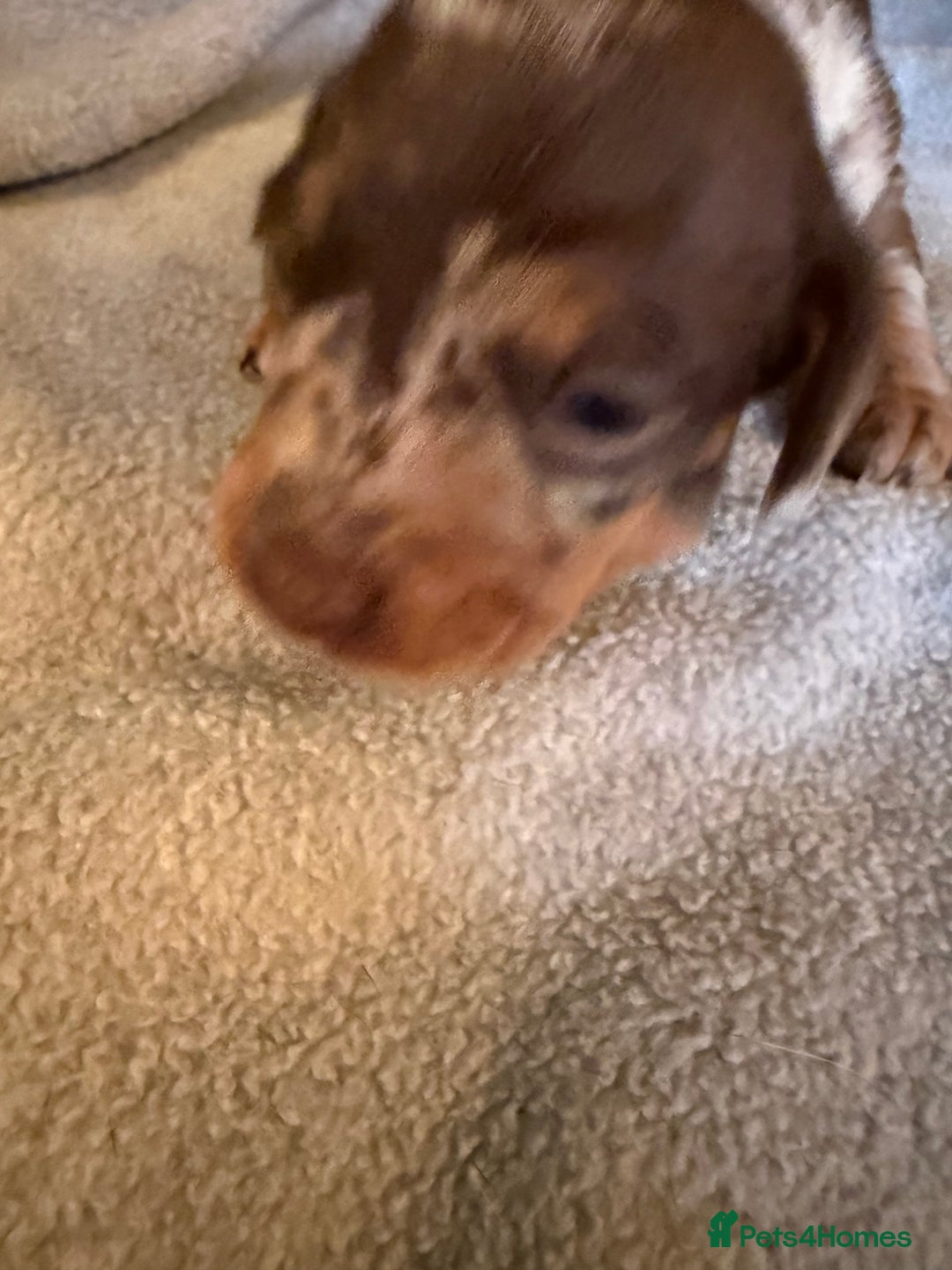 Miniature Dachshund dogs for sale: Miniature Dachshund puppies for sale - Advert 3