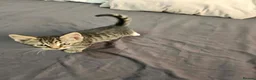 Domestic Shorthair cats for sale: Domestic Shorthair cats in London - Advert 7