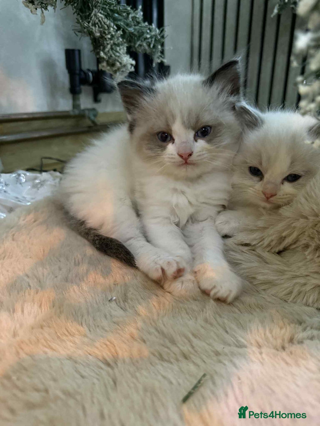 Ragdoll cats for sale: Stunning GCCF ragdolls - Advert 3