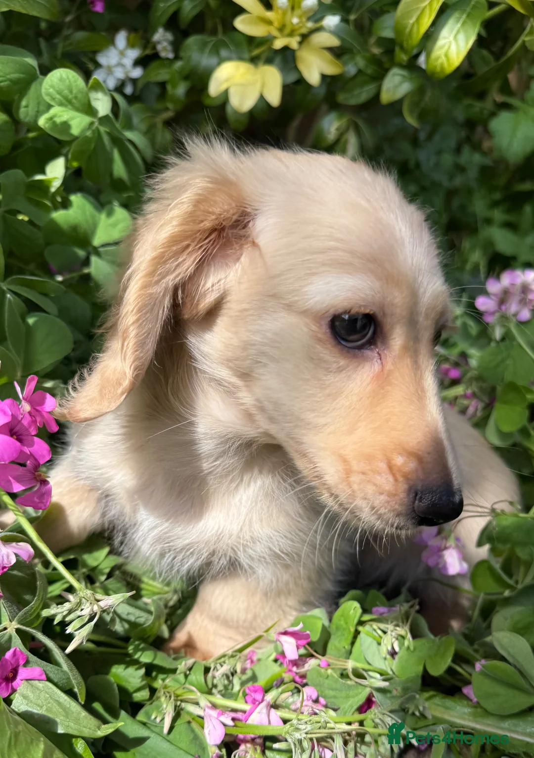 Dachshund dogs for sale: KC registered miniature long haired  - Advert 2