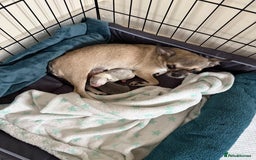 Chihuahua dogs for sale: ONE MALE LEFT READY FROM 3rd September - Image 12
