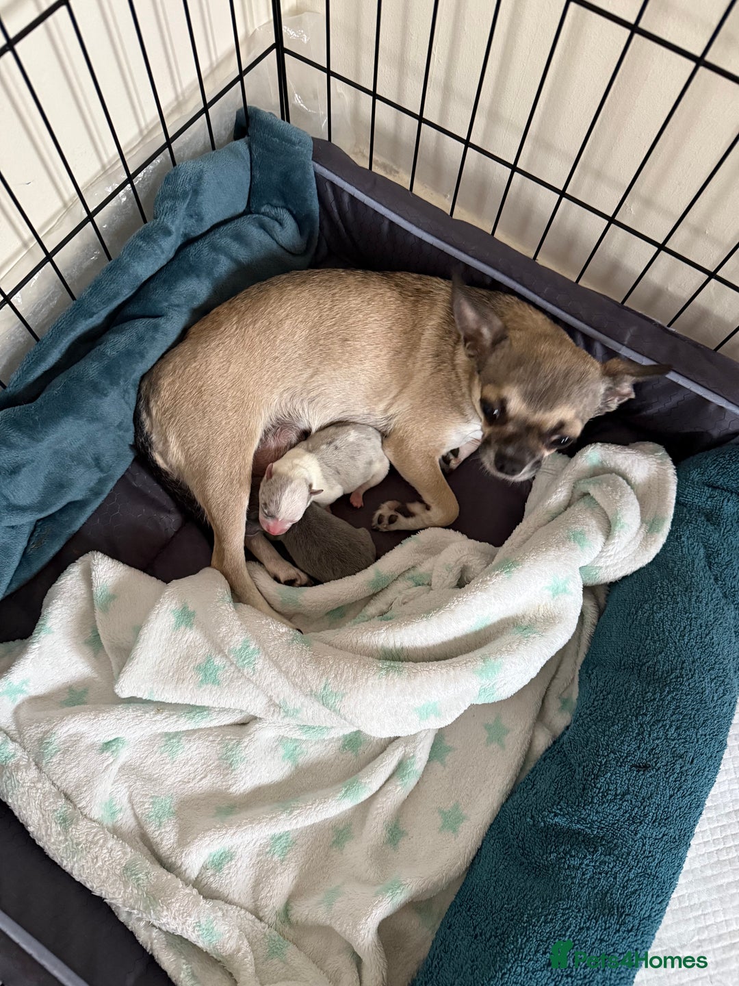 Chihuahua dogs for sale: ONE MALE LEFT READY FROM 3rd September - Image 12
