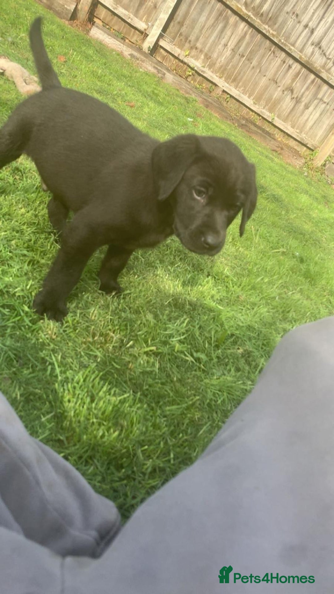 Labrador Retriever dogs for sale: Beautiful Labrador pups  - Image 2