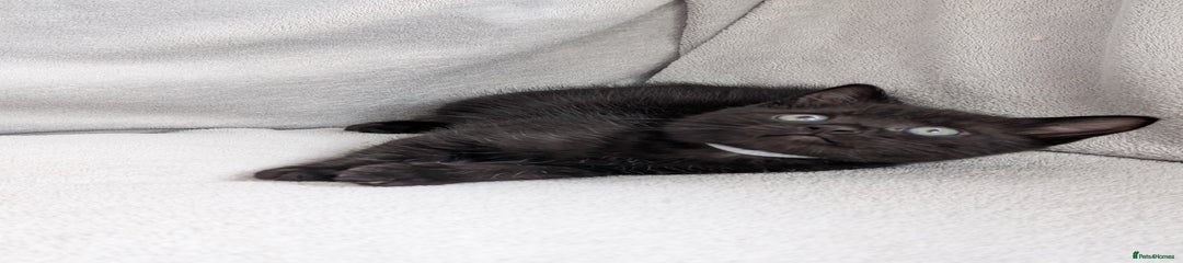 Ragdoll Kitten 1