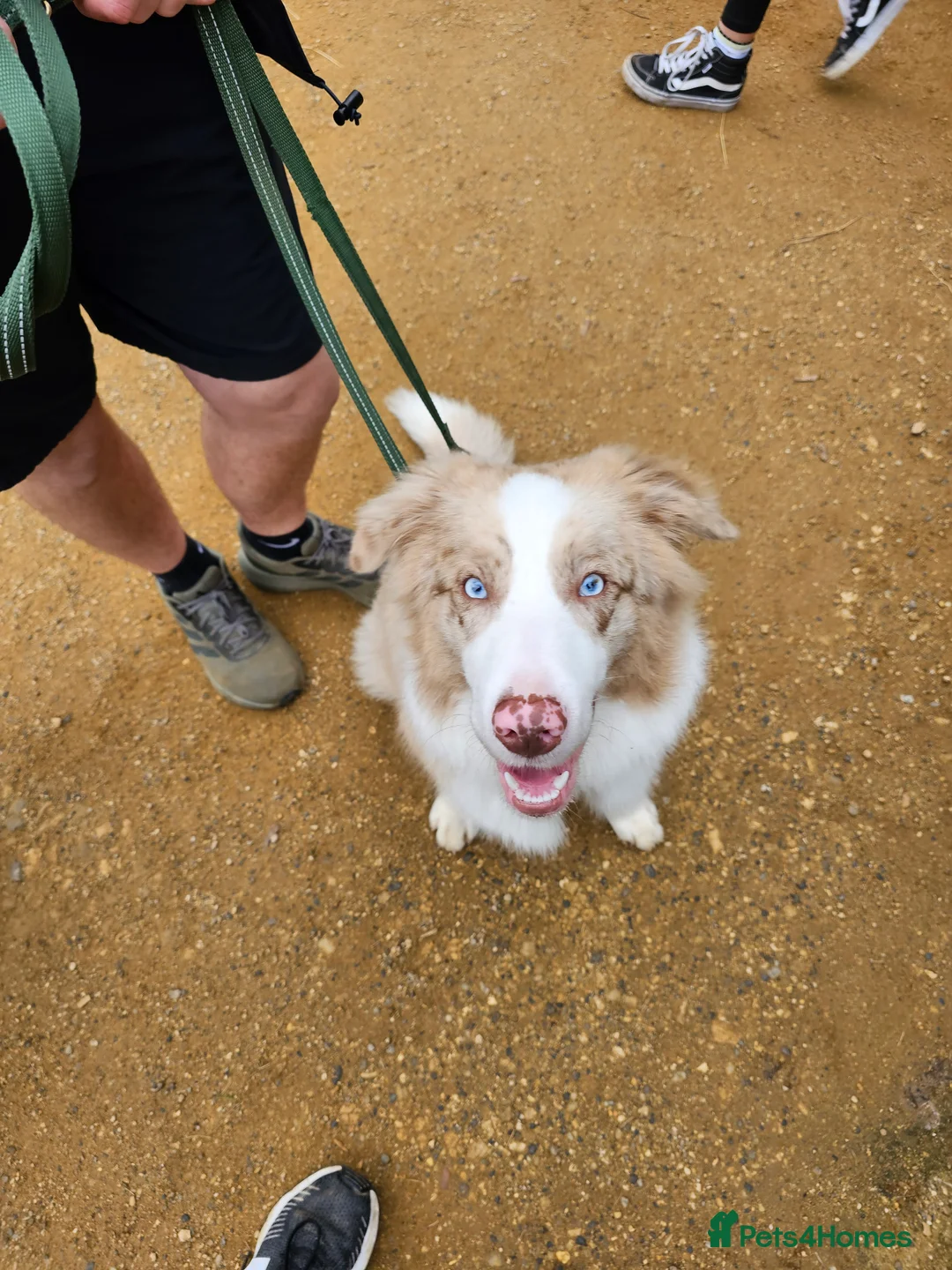 Border Collie dogs for stud: Red Merle Border Collie for STUD - Advert 7