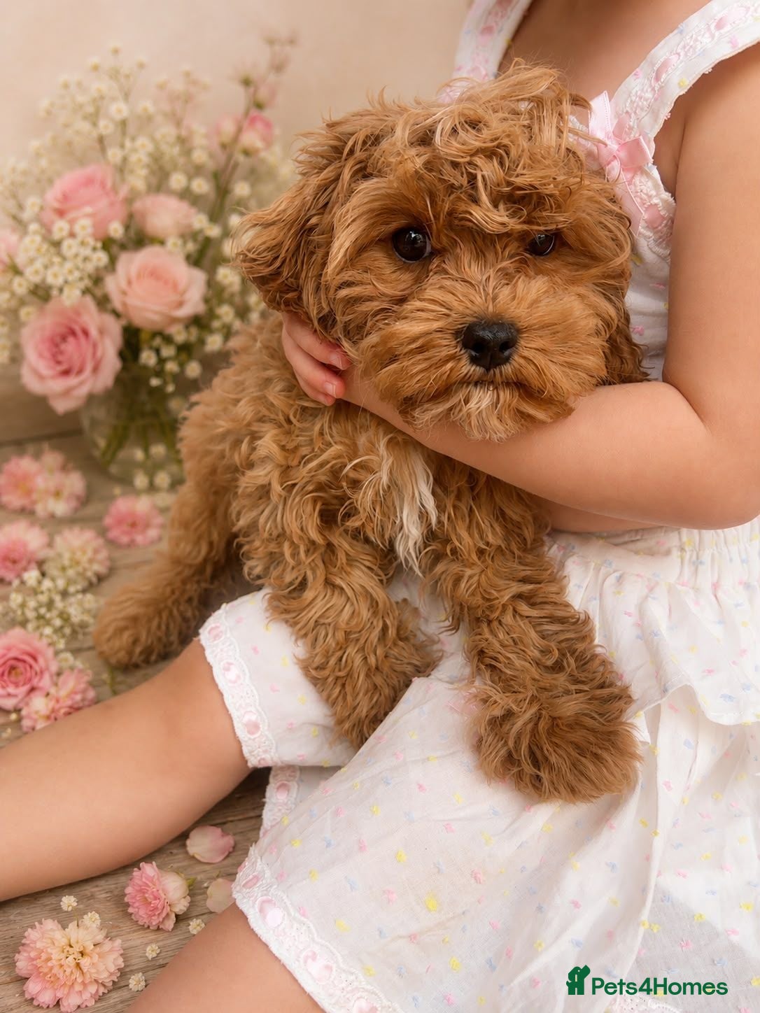 Cavapoo dogs F1 cavapoo 1 girl 🩷availible - Advert 1